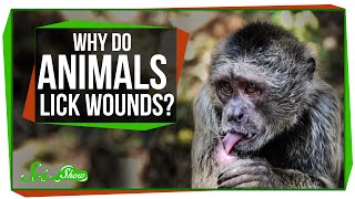 Why Do Animals Lick Their Wounds