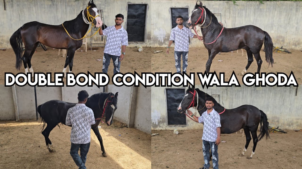 Double bond condition wala ghoda available in Hyderabad | Marwadi Stallion Horse's in Hyderabad ind