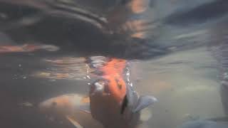 ［Sponsored］島根県津和野町をGoPro HERO7で撮る！