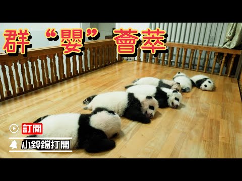《熊貓早晚安》飼養員又在擺攤曬熊貓寶寶啦 | iPanda熊貓頻道
