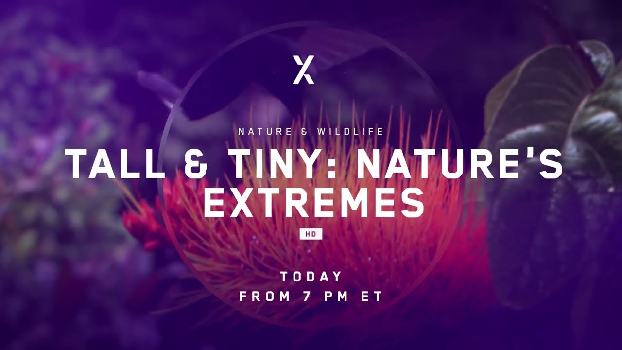 Tall & Tiny   Nature's Extremes