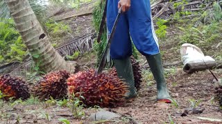 harvest palm fruit/// حصاد ثمار النخيل