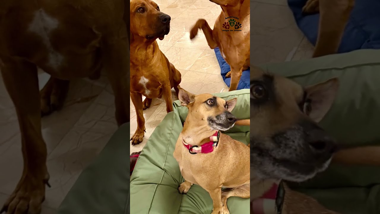 Welcome to Associação Amigos dos Animais * saving the world one paw at a time 🐾