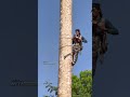 How To Tree cutting amazing Big outstanding 😲