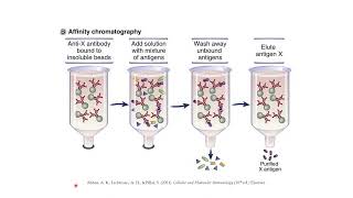 Serology and other immunologic techniques by Irwan's Work Channel 529 views 1 year ago 16 minutes