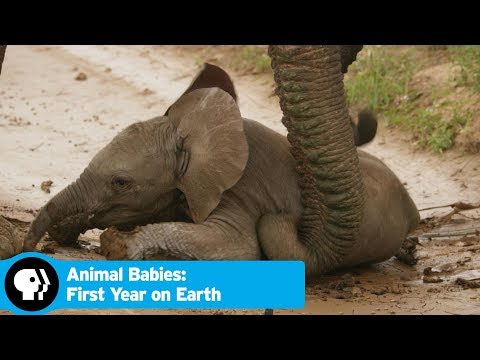 Baby Safina Takes a Tumble | Animal Babies: First Year on Earth | PBS