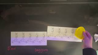 dna replication performance task