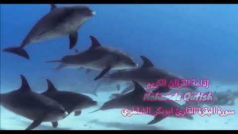 سورة البقرة أبوبكر الشاطري