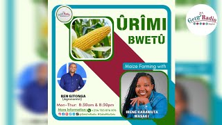 MAIZE FARMING PART 1: 8 FACTORS TO CONSIDER DURING SEED SELECTION.