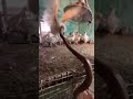 Monocled Cobra Snake Rescue #snake #highlightseveryone #cobra #wildliferescue #snakerescue #shorts
