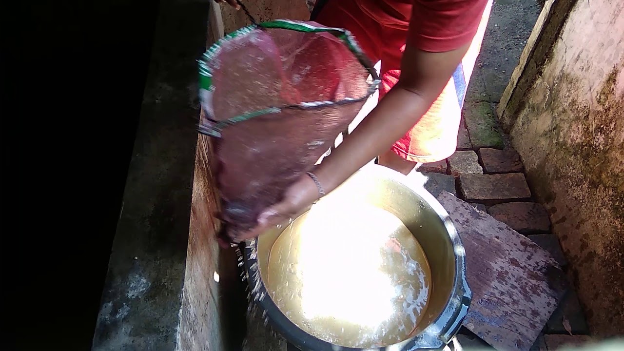 Memelihara ikan lele 