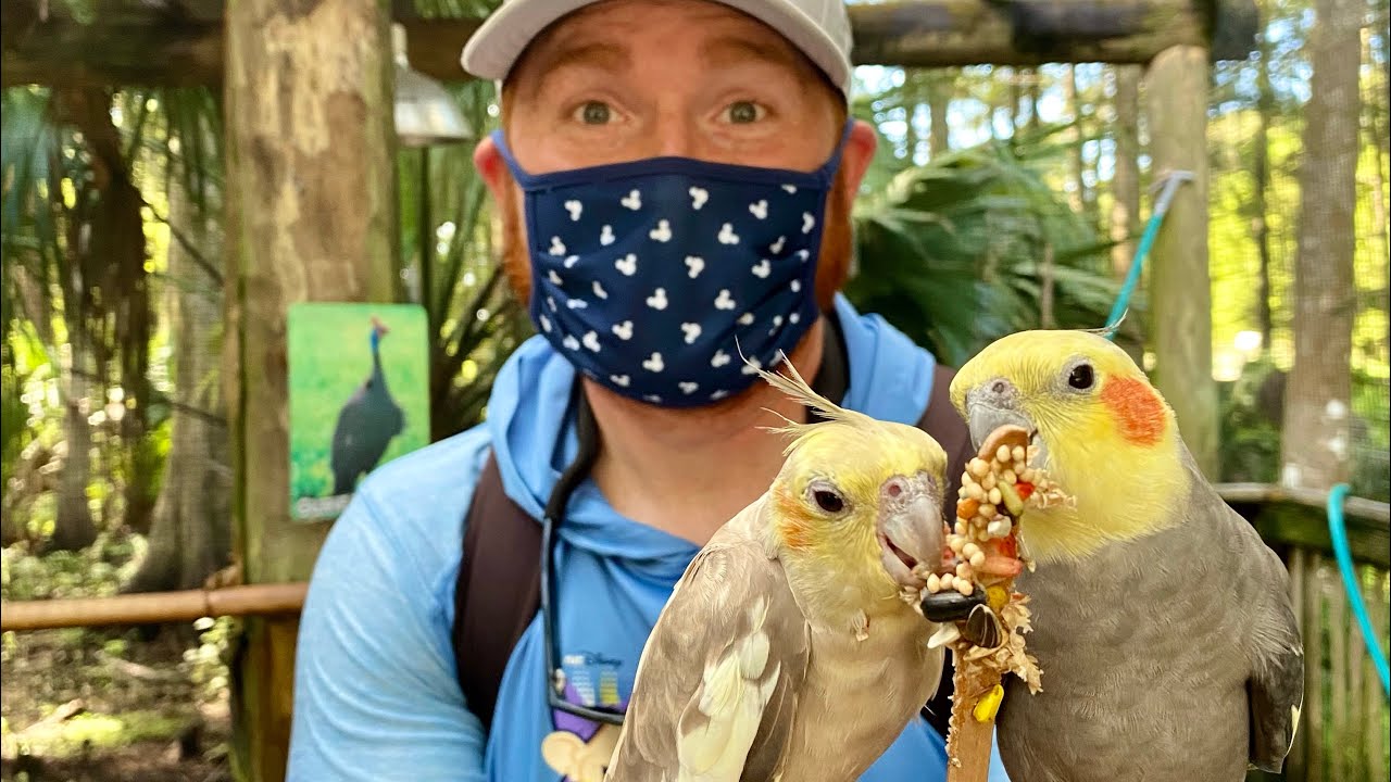 Wild Florida DriveThru Safari, Feeding Giraffes, Feeding Birds, and