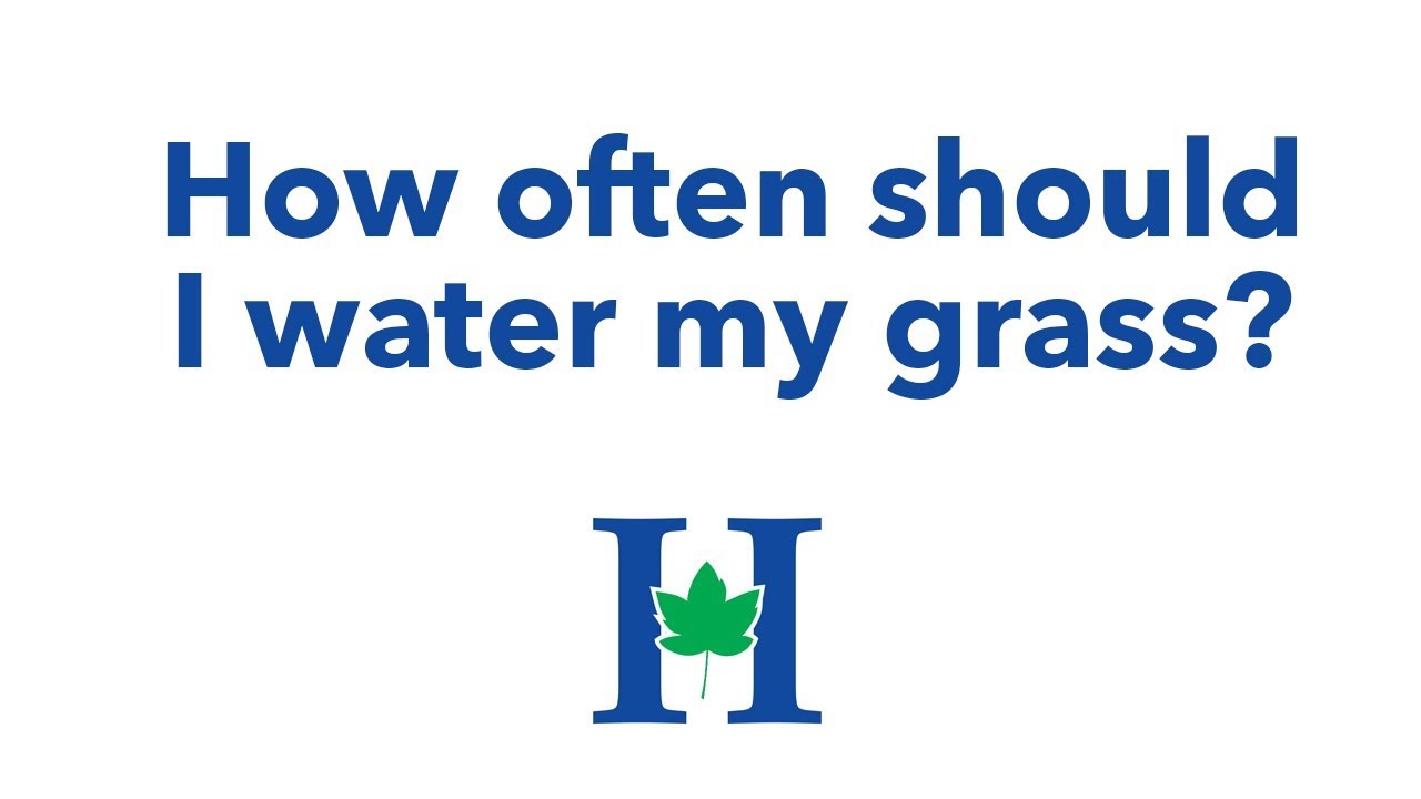 How often should I water my grass? YouTube