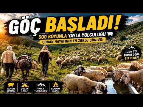Highland Migration with 500 Sheep Has Begun! | A Challenging Journey in Shepherd Life 🐑Heading to...