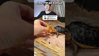 Двухголовые черепашки попали на видео 😱