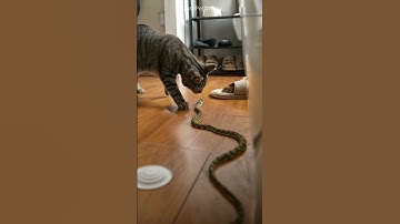 Shocking! It’s tense — snake vs cat, who wins? #cat #catandmouse #trending