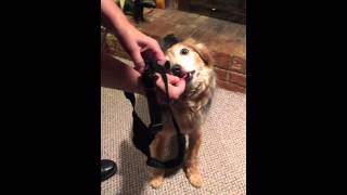 Introducing a Sporn Walking Harness to Your Dog