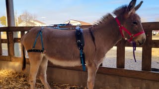 Training your donkey to send. Step 1 in encouraging forward movement in your driving donkey