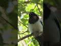 Birds video || Birds video 2021 || Birds flying video ||  #youtubeshorts
