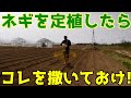 【ネギは草との勝負】定植したら１０日以内にこれを撒いておけば１ヶ月は草が生えにくいぞ！