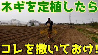 【ネギは草との勝負】定植したら１０日以内にこれを撒いておけば１ヶ月は草が生えにくいぞ！