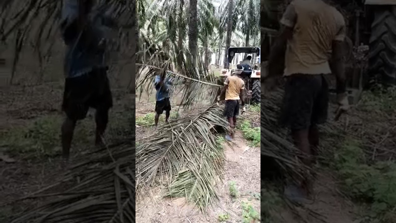 Palmoil leaf crushing by shredder machine using tractor#palmoil#shredder#leafcutting#shorts#farm