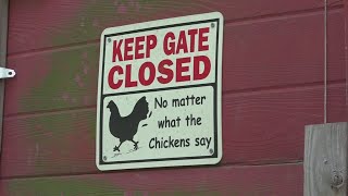 Belleville considers ordinance allowing backyard chicken coops in city limits