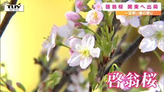 An early sign of spring! The departure ceremony for the