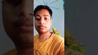 How to Tame a Budgie in 5 Minutes #tame #trending #youtube #budgies #beautiful  #shortvideo #support