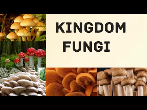Video: Apa ciri-ciri yang menonjol dari kingdom fungi?