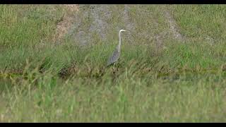 Great Blue Heron | Samsung NX500 at 200mm f/8.0