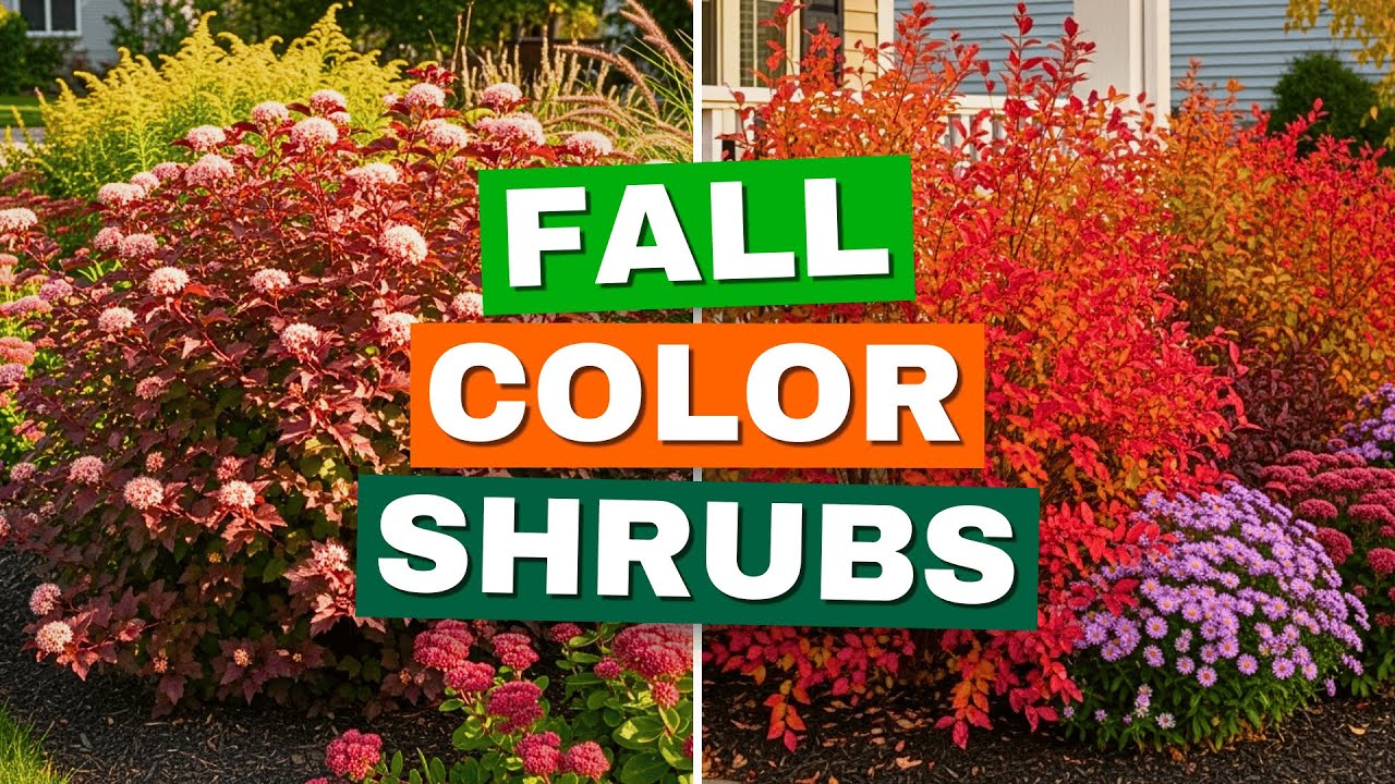7 Best Shrubs for Brilliant Fall Color