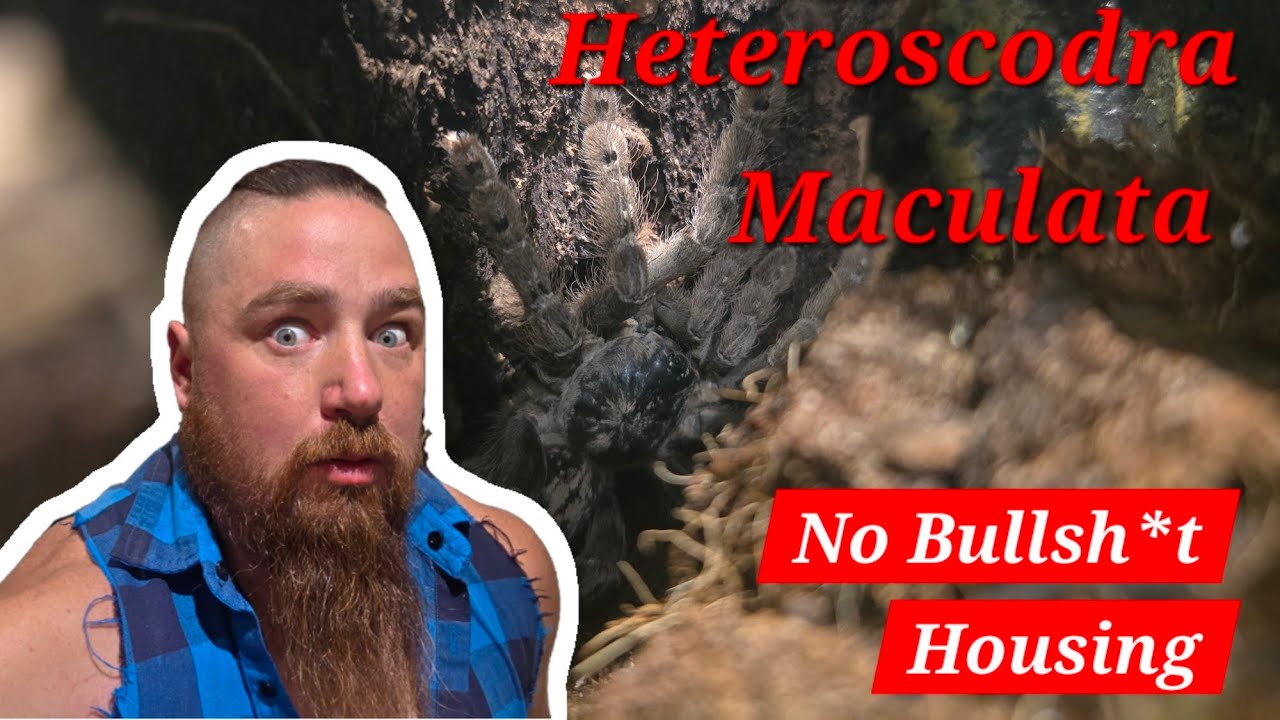 The NEW Arachnoqueen is Here! Togo Starburst Baboon!  