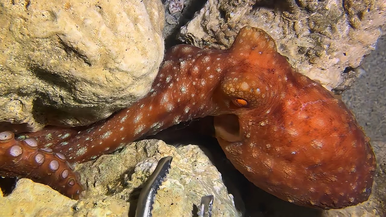 Live Stream 🟢 –Biggest Diving Trophy - Full Size Reveal！ #diving #fishing #seafood #shorts