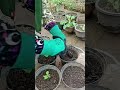 🌱 Stop Crowding Your Plants! The Perfect Transplanting Guide 🪴 #Shorts