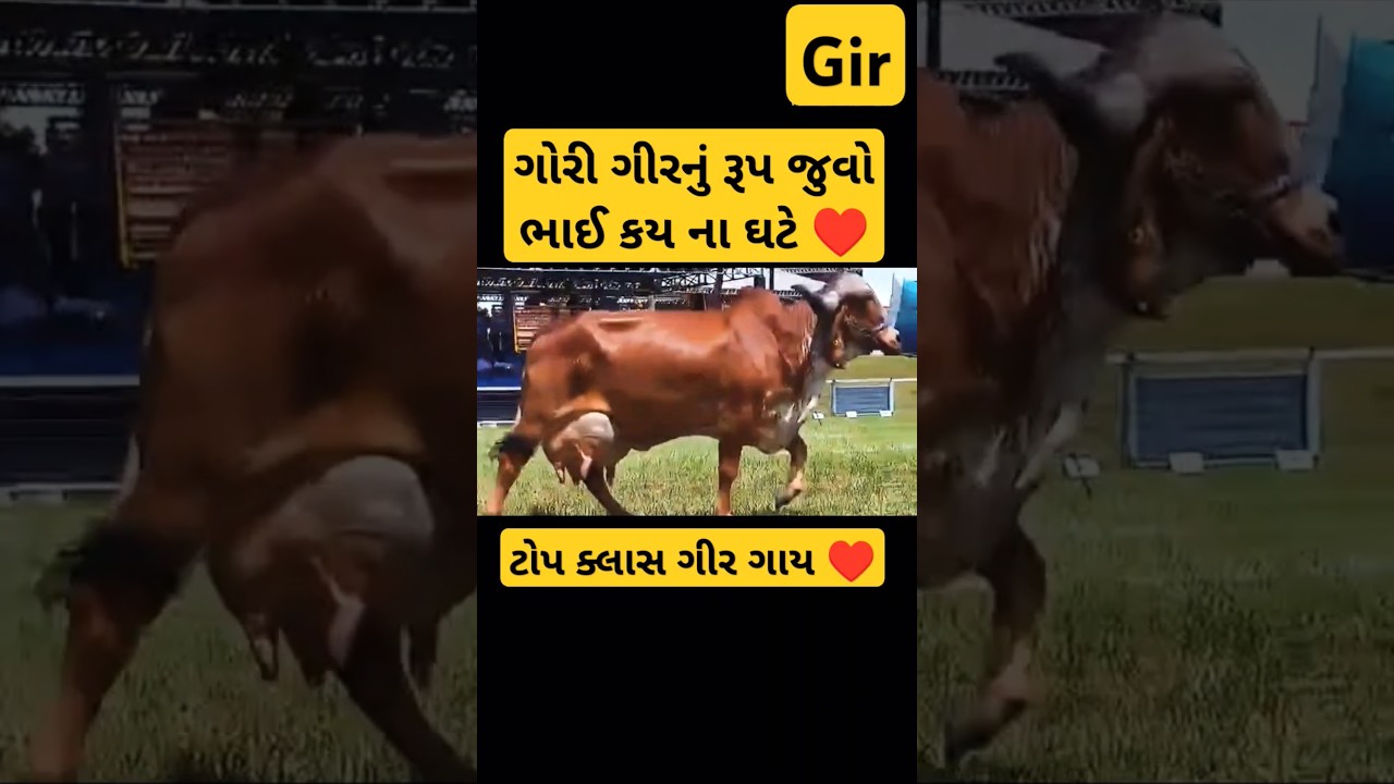 Gir cow.gir cow.gir gay.ગીર ગાય.ગીર.cow milking.