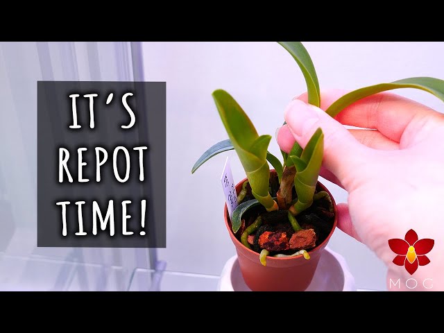 Small Cattleya Orchid outgrew her pot! - It's repot time! class=