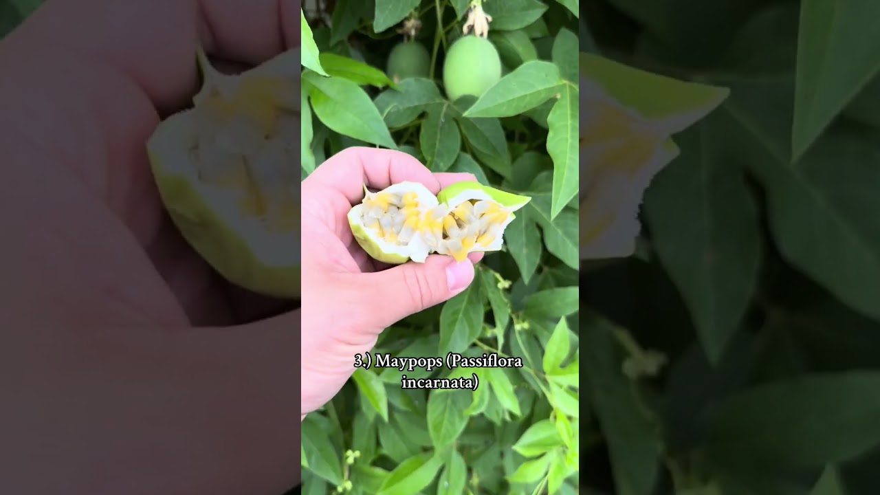 Пять самых морозостойких фруктовых деревьев, которые процветают в морозном климате ❄️🍒 (идеально ...