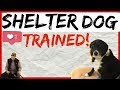 Dog Training Methods for Shelter Dogs - Dog Behavior and Body Language Explained