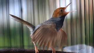 Prenjak Gacor Suara Ampuh 100% BIKIN PRENJAK ANDA JADI ISTIMEWAAAAAHHH POLLL, COBA SAJA !!