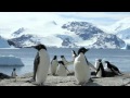Survival Strategies of Unique Animals in Their Habitats