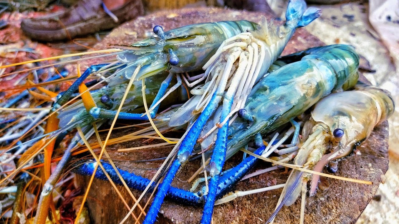 Incredible Shrimp fish Cutting skills | Big Fish Curter Man By Fish ...