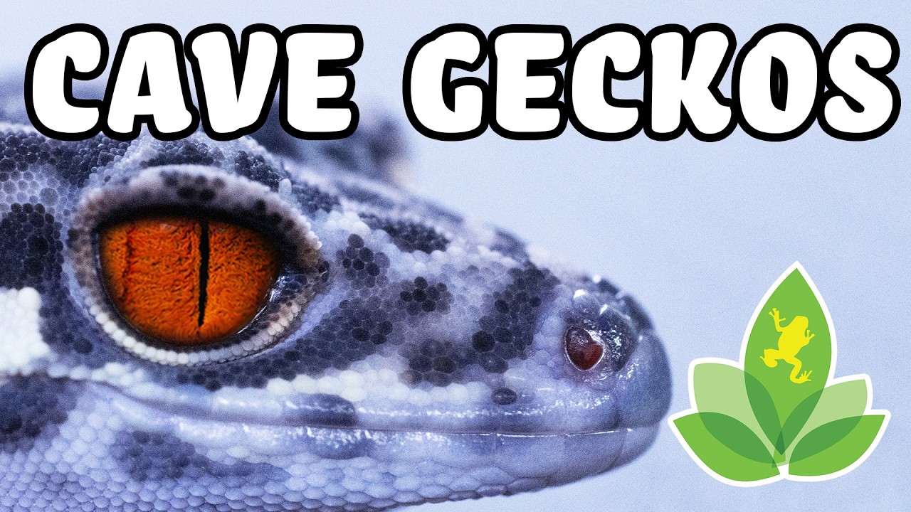 Cave Geckos 101: Care, Setup, and Why They’re So Awesome!