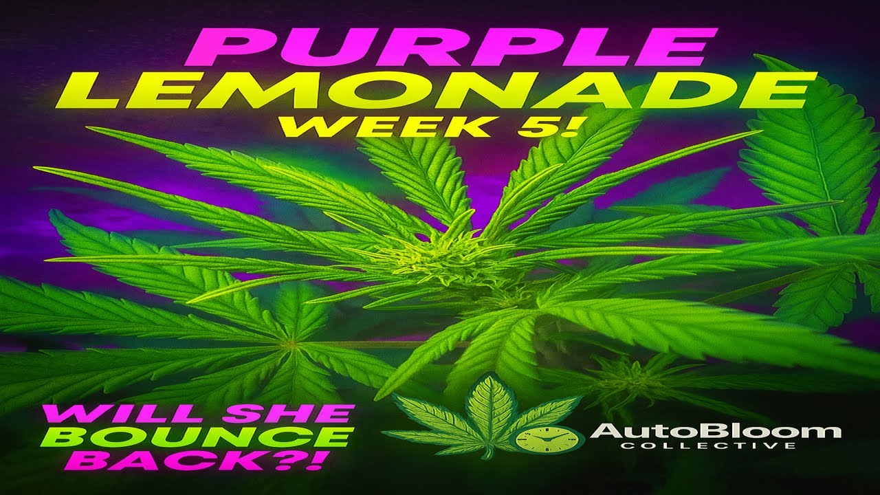 Autoflower Grow Update | Day 36 Progress + New Seedlings! 🌱 | AutoBloom Collection