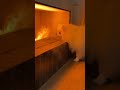 Curious pup（it's not fire) #pomeranian #puppy #healingvlog #cute #dog #pets #ポメラニアン #cutedog #cozy