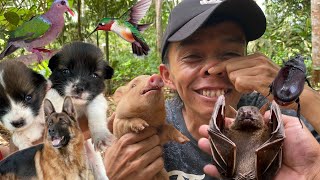 Hunting cute piglets‼️catch puppy, beetle, bats, bird
