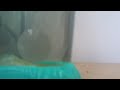My sea monkey has baby