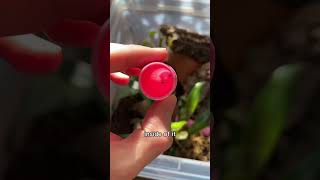 Gecko finally uses her pink tube — mourning gecko breeding