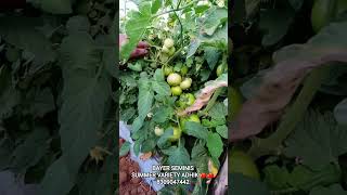 Bayer Seminis Summer Variety Adhik Very Good Tlcv Tolerance Firmness And Shelf Life Excellent