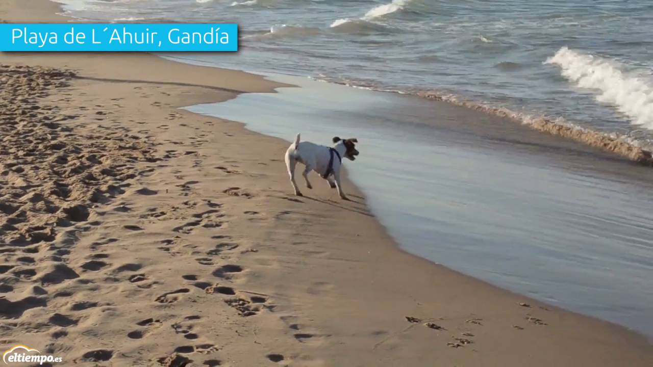 Las mejores playas para perros de España